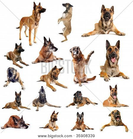 Malinois