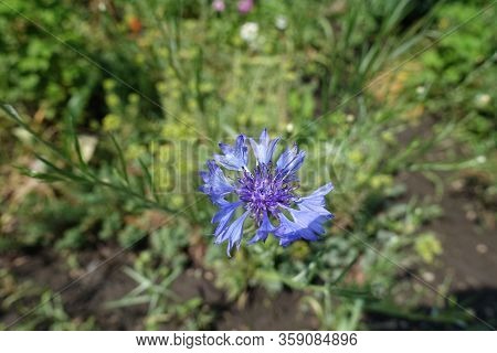 One Blue Flower Head Of Centaurea Cyanus In June