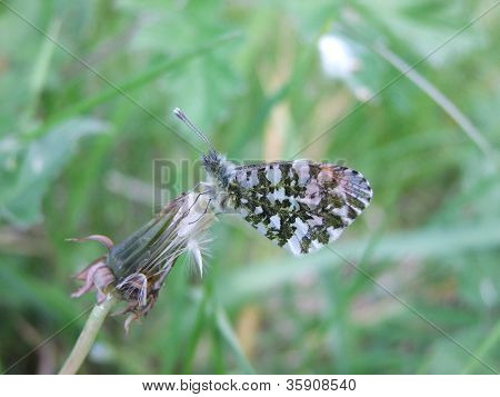 Orange Tip sommerfugl