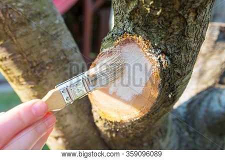 Protecting the pruned branch of the fruit tree - plum - with garden paste