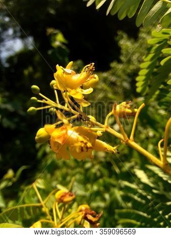 Biancaea Sappan (caesalpinia Sappan L., Sappanwood, Secang, Sepang, Indian Redwood) With Natural Bac