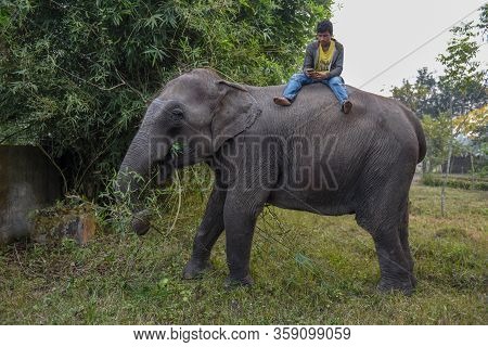 Elephant Eating Bamboo At Chitwan National Park In Nepal