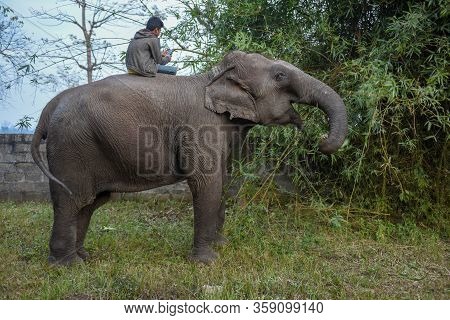 Elephant Eating Bamboo At Chitwan National Park In Nepal