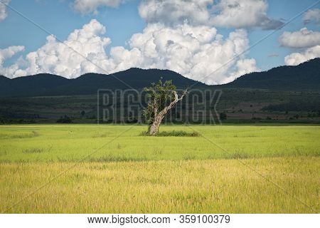One Tree In Myanmar, Landscape In Burma