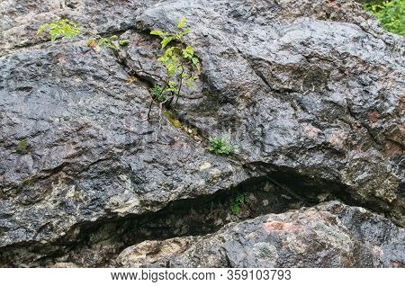A Plant Growing Out Of A Rock. Limestone Is A Carbonate Sedimentary Rock That Is Often Composed Of T