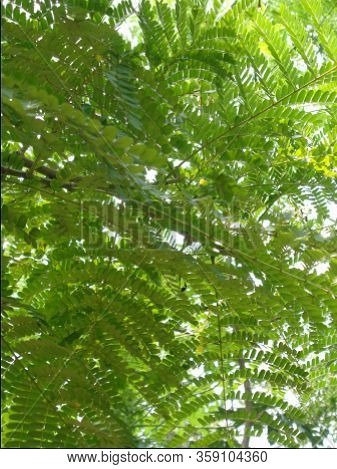 Biancaea Sappan (caesalpinia Sappan L., Sappanwood, Secang, Sepang, Indian Redwood) With Natural Bac