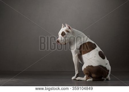 The Dog Sits With Its Back, Turned Away And Looks At The Camera. Beautiful Spotted Pit Bull Terrier.