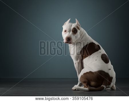 The Dog Sits With Its Back, Turned Away And Looks At The Camera. Beautiful Spotted Pit Bull Terrier.