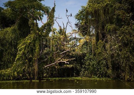 Canal Shore Of A River In The Tropics Of India, Alapuzha, Kerala. Green Shore With Palm Trees And Bu