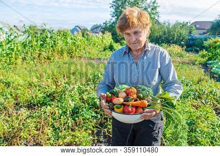 Grandmother In The Garden With Vegetables In Their Hands. Selective Focus.