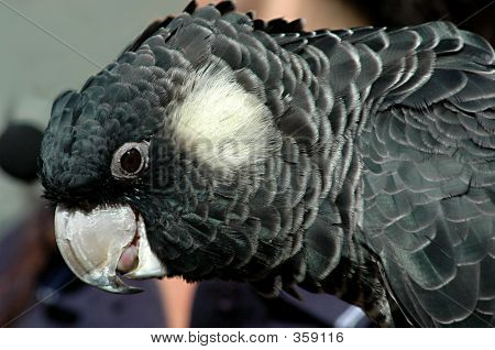 Cacatua preta