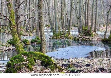Dead Tree Trunks In A Swamp Near Poratz In The German Uckermark Region