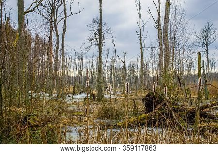 Dead Tree Trunks In A Swamp Near Poratz In The German Uckermark Region