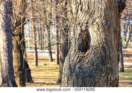 An Old Hollow In A Tall Pine As A Dwelling For A Squirrel Against The Background Of A Spring City Pa