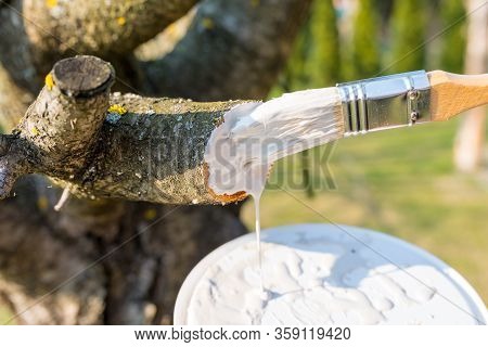 Protecting The Pruned Branch Of The Fruit Tree - With Garden Paste