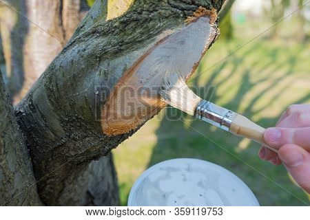 Protecting The Pruned Branch Of The Fruit Tree - With Garden Paste