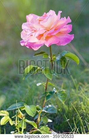 Rose. Beatiful Pink Flower In Summer Garden