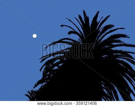 Palm Trees Silhouette Landscape