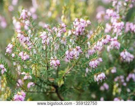 Blooming Calluna Vulgaris, Known As Common Heather, Ling, Or Simply Heather. Natural Spring Backgrou
