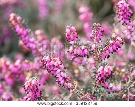 Blooming Calluna Vulgaris, Known As Common Heather, Ling, Or Simply Heather. Natural Spring Backgrou
