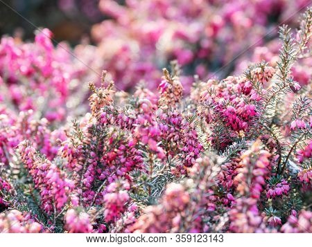 Blooming Calluna Vulgaris, Known As Common Heather, Ling, Or Simply Heather. Natural Spring Backgrou