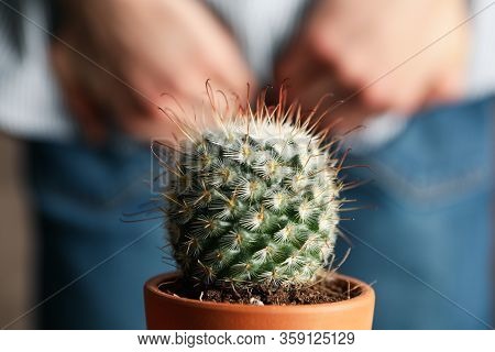Cactus In Pot Against Man In Jeans Holds His Ass, Close Up. Hemorrhoids