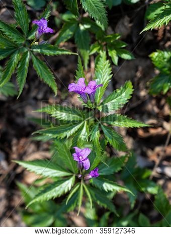 Cardamine Glanduligera O. Schwarz In The Forest In Sunny Day