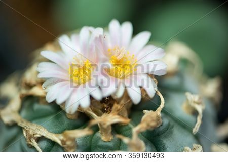 Lophophora Sp. Cactus And Flower Show Nature Background