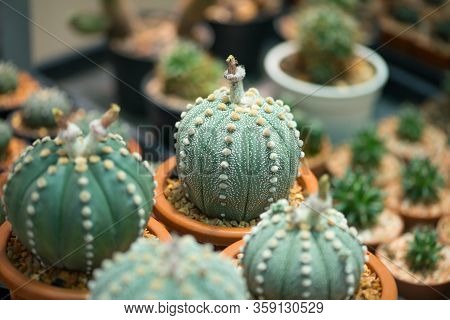 Astrophytum Asterias Cactus In Flower Pot Show Nature Background