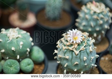 Lophophora Sp. Cactus And Flower Show Nature Background