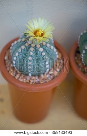 Astrophytum Asterias 
