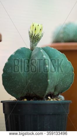 Astrophytum Myriostigma And Yellow Flower In Pot