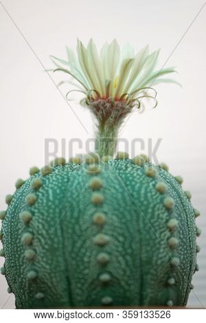 Astrophytum Asterias 