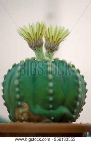 Astrophytum Asterias Cactus And Flower In Pot