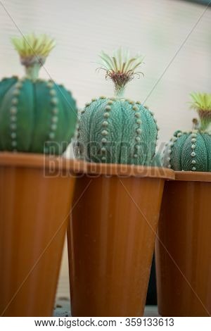 Astrophytum Asterias Cactus And Flower In Pot