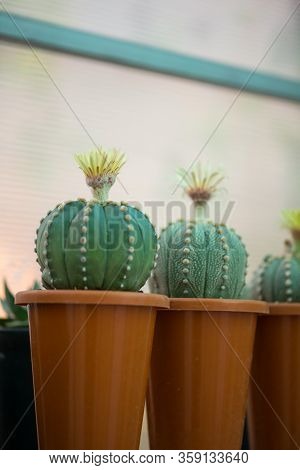 Astrophytum Asterias Cactus And Flower In Pot