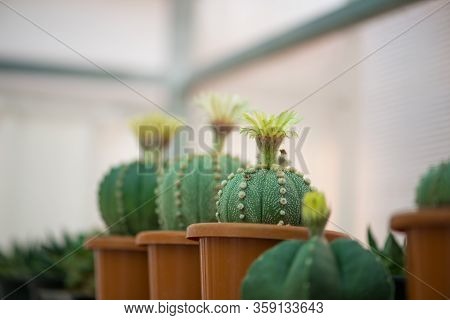 Astrophytum Asterias Cactus And Flower In Pot