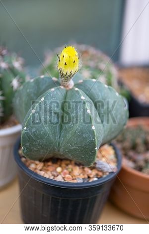 Astrophytum Myriostigma And Yellow Flower In Pot