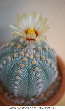 Astrophytum Asterias Cactus And Flower In Pot