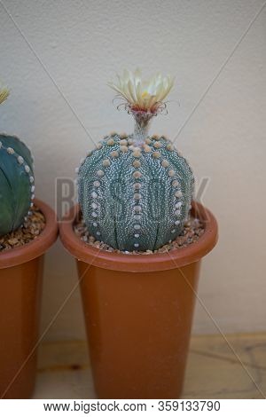 Astrophytum Asterias Cactus And Flower In Pot