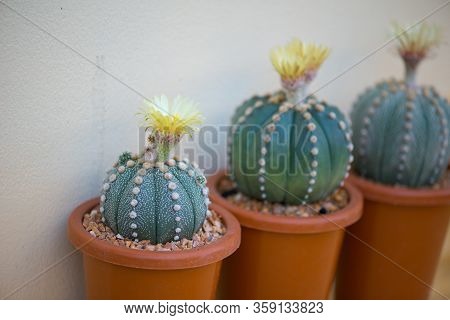 Astrophytum Asterias Cactus And Flower In Pot