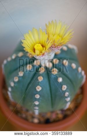 Astrophytum Asterias Cactus And Flower In Pot