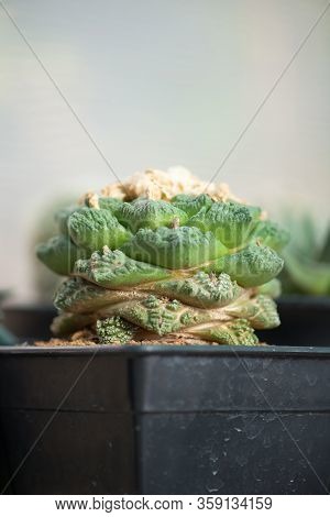 Ariocarpus Fissuratus In Flower Pot Show Nature Background