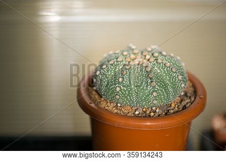 Astrophytum Asterias 