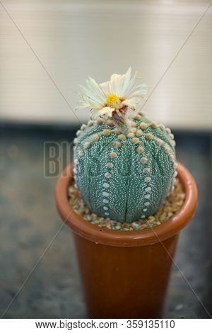 Astrophytum Asterias 