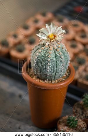 Astrophytum Asterias 
