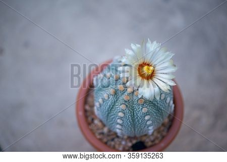 Astrophytum Asterias 