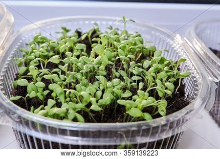 Green, Young Leaves And Sprouts Of Clove Flowers In A Plastic Pot On A White Kitchen Windowsill In S
