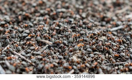 Lots Of Ants. Ant Moss. Concept- Agglomeration