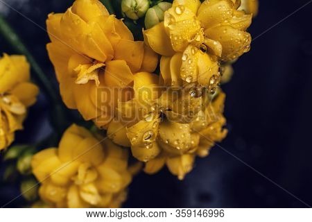 Kalanhoe Flower With Drops On Isolated Background. Macro Shoot